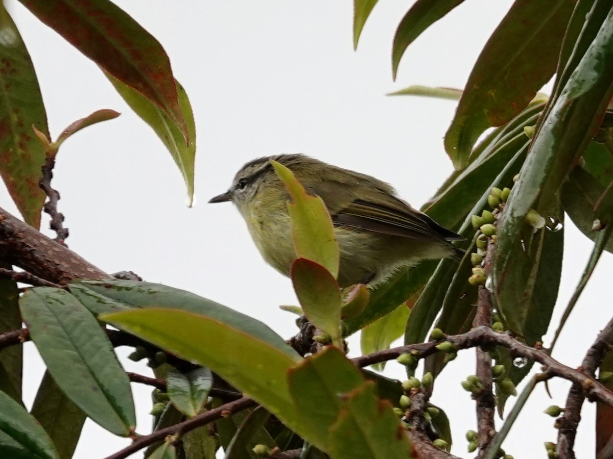 Island Leaf Warbler (New Guinea) - ML623939265