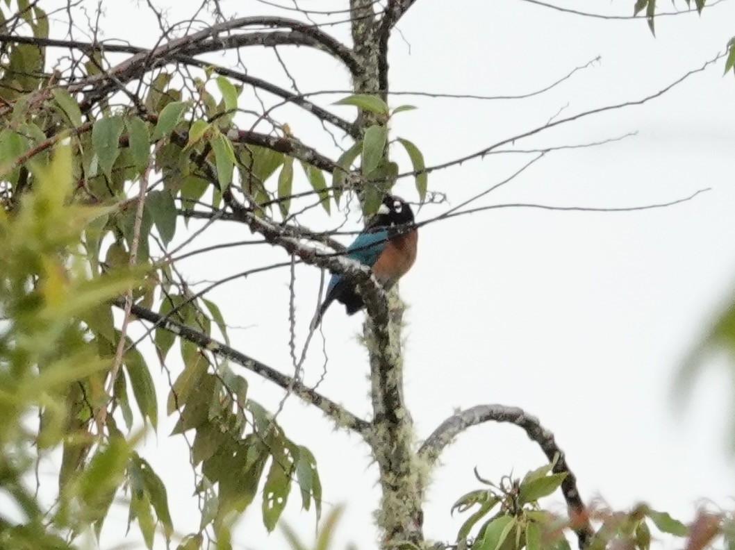 Blue Bird-of-Paradise - ML623939268