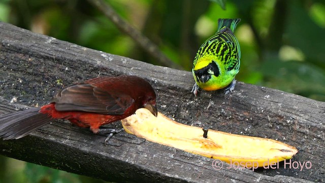 Silver-beaked Tanager - ML623939289