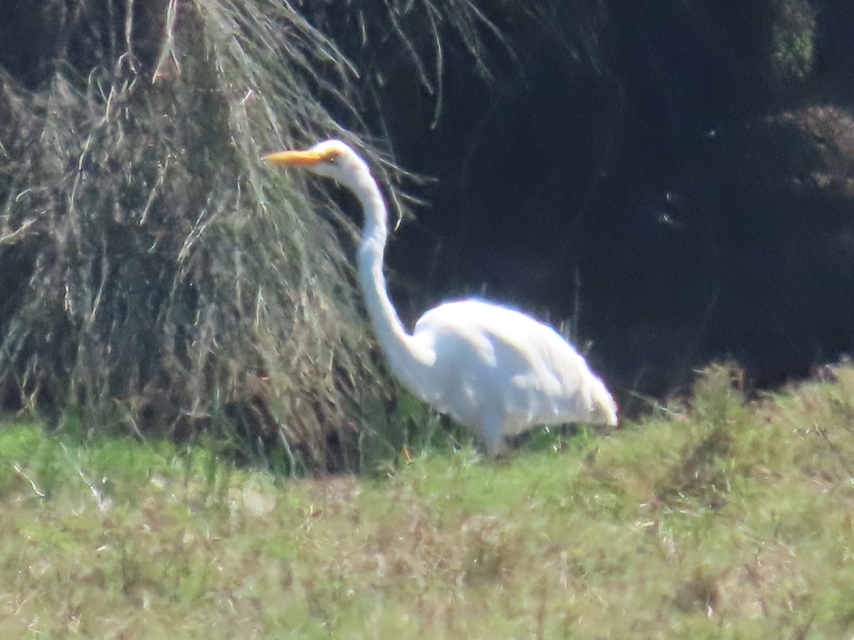 Great Egret (modesta) - ML623939291