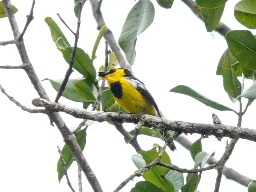 Black-breasted Boatbill - ML623939297