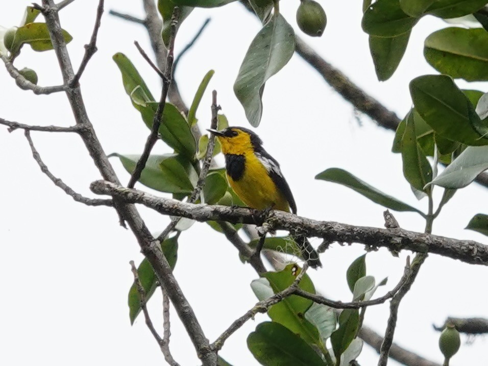 Black-breasted Boatbill - ML623939299