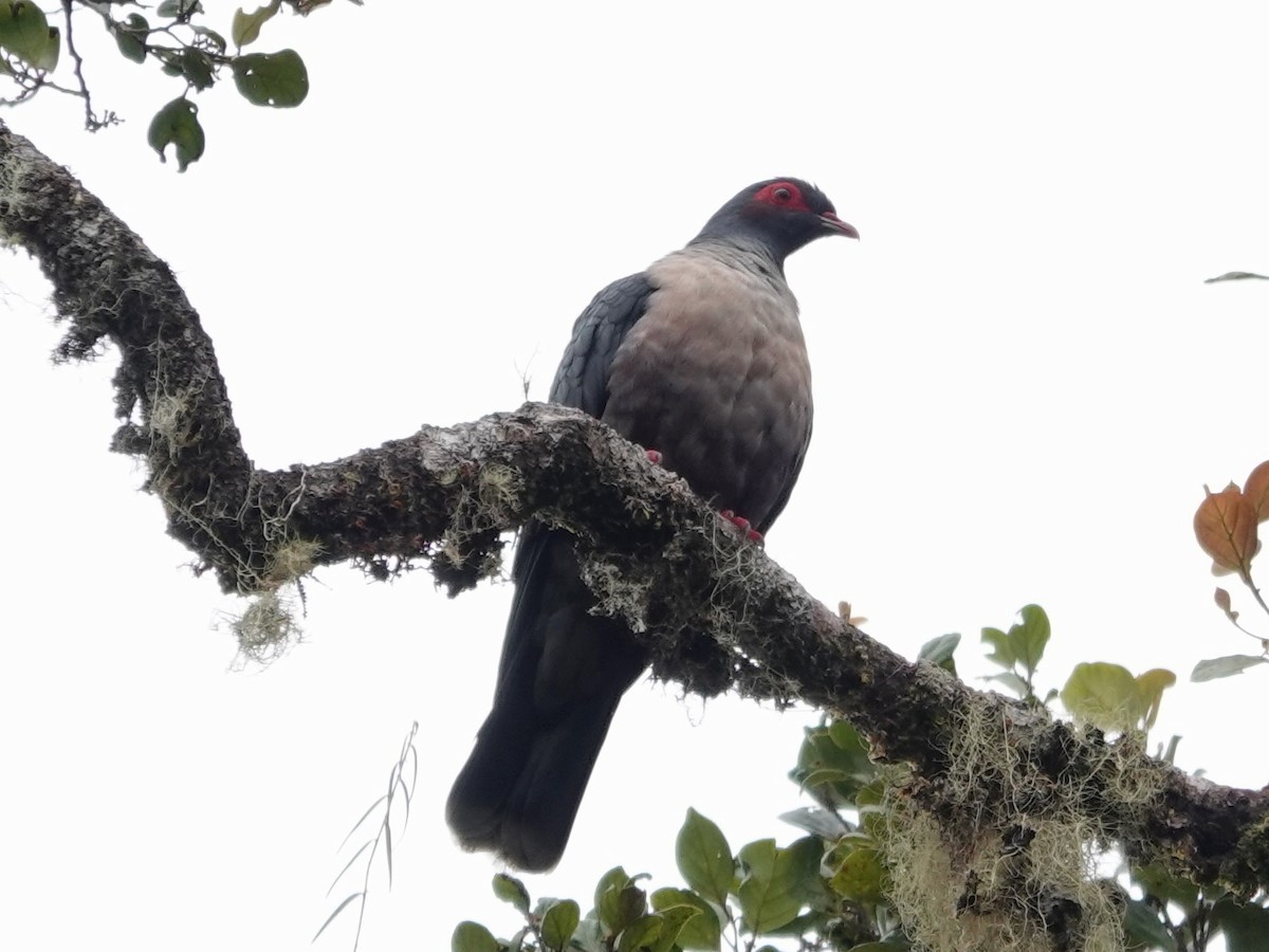 Papuan Mountain-Pigeon - ML623939306