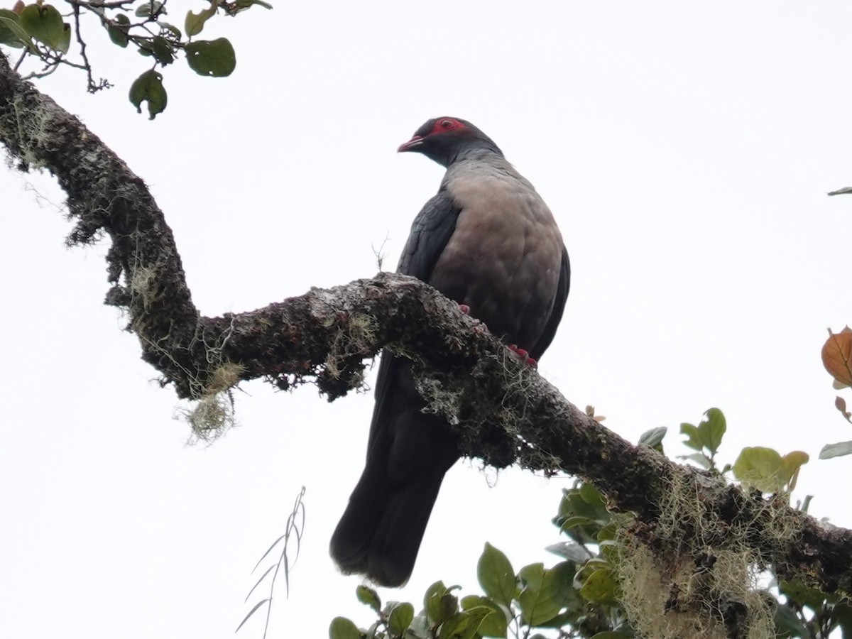 Papuan Mountain-Pigeon - ML623939307
