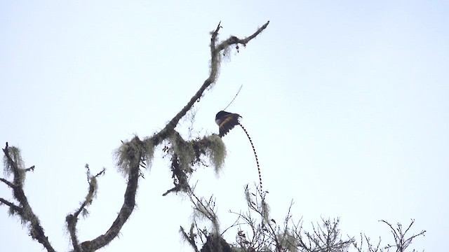 King-of-Saxony Bird-of-Paradise - ML623939319