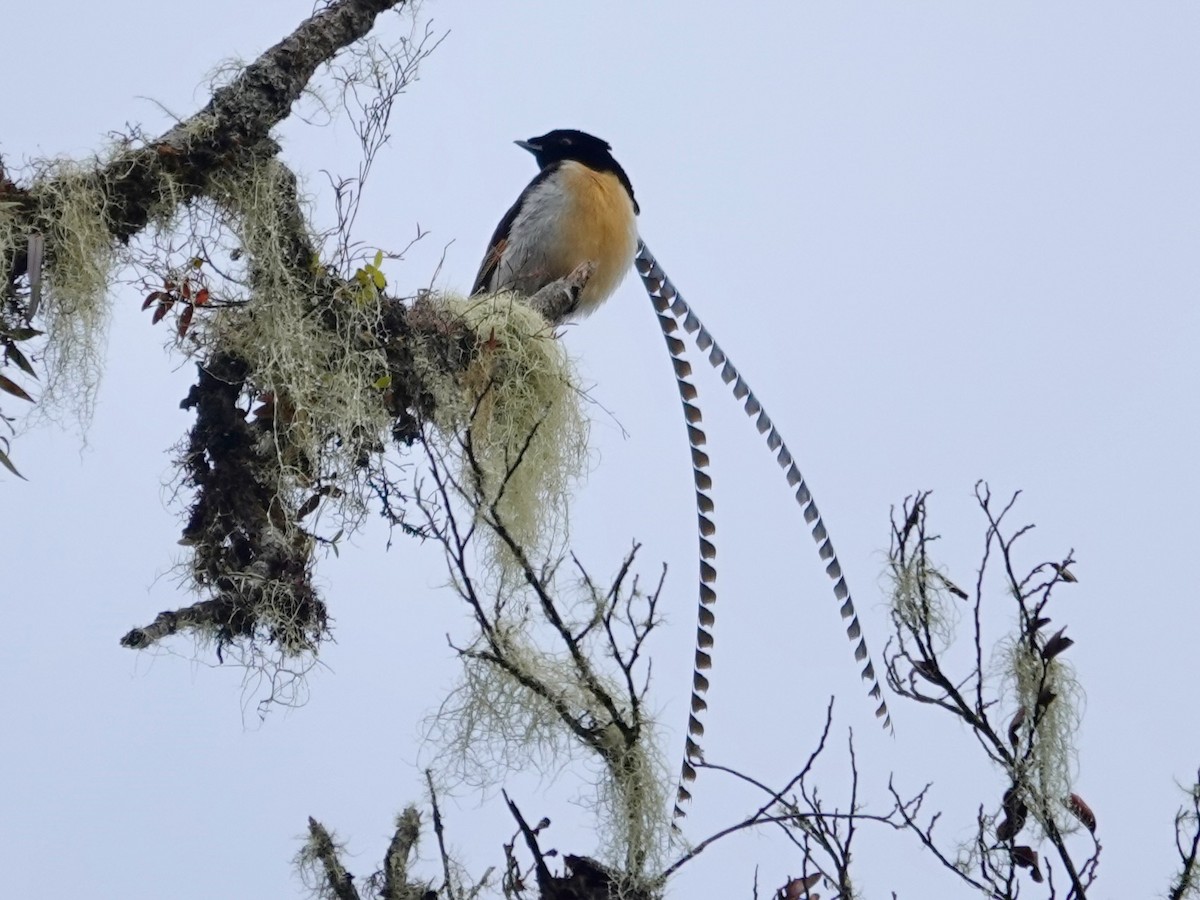 King-of-Saxony Bird-of-Paradise - ML623939342