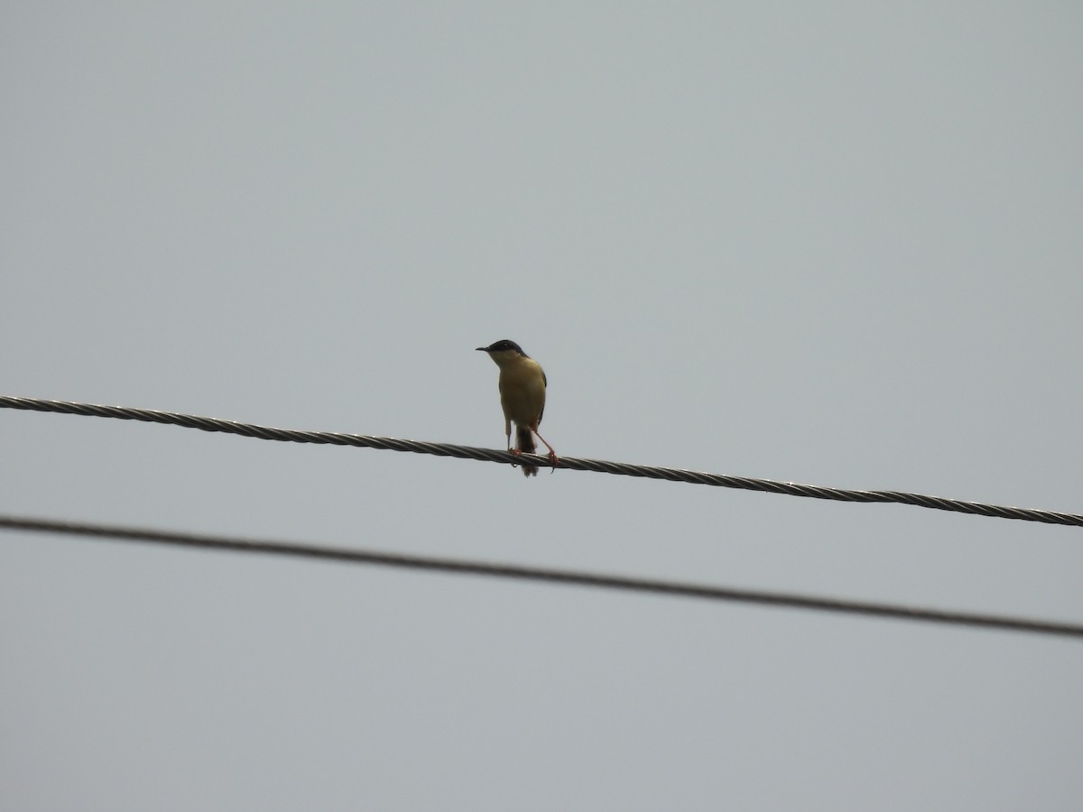 Ashy Prinia - ML623939353