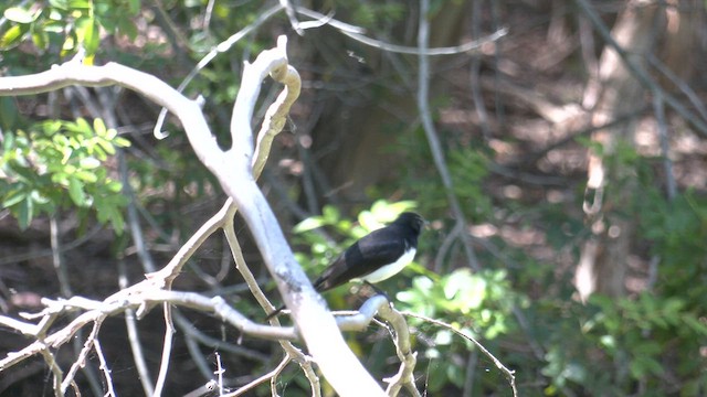 Willie-wagtail - ML623939381