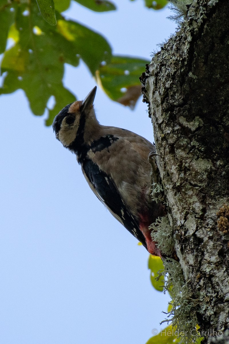 Great Spotted Woodpecker - ML623939390