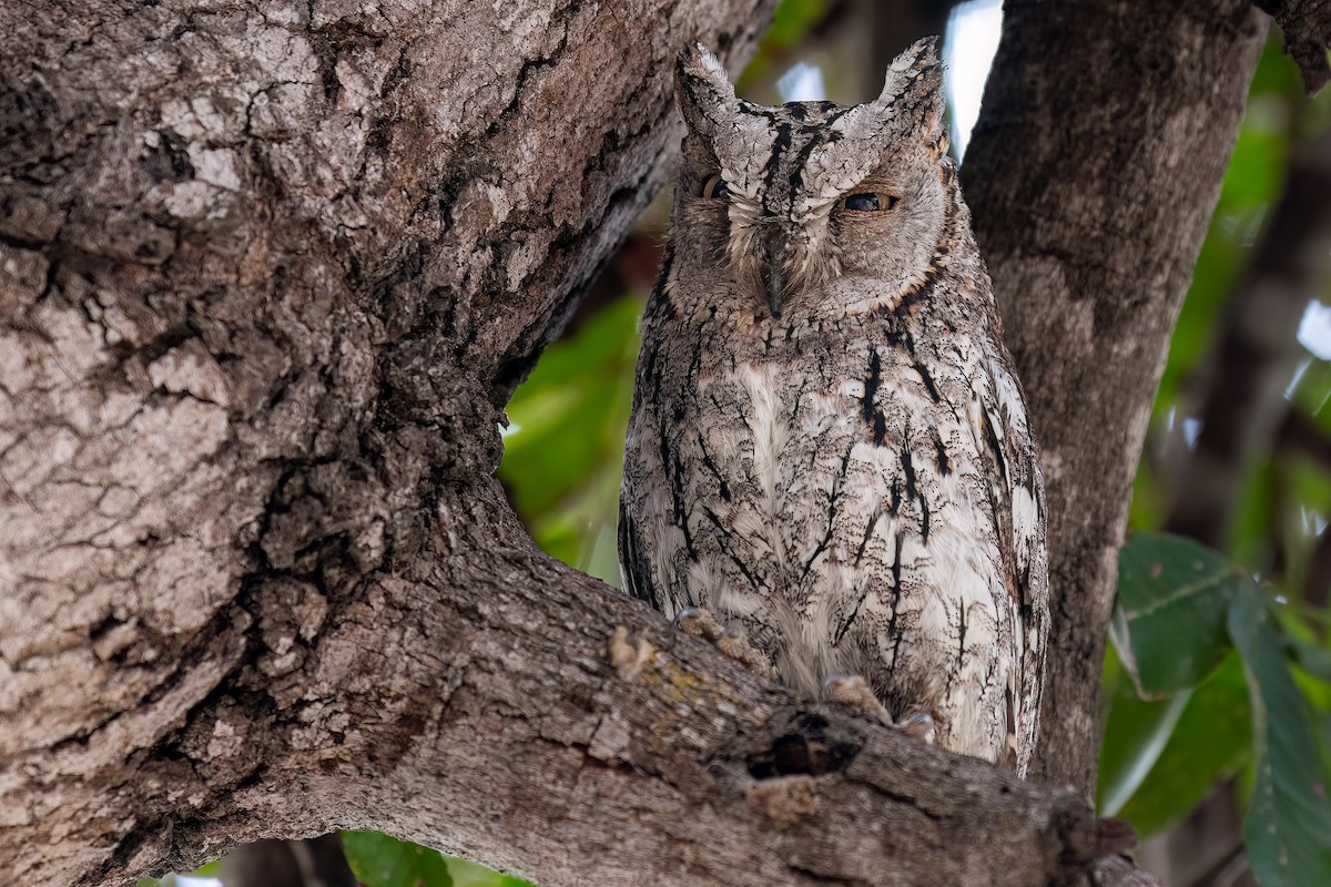 výreček africký (ssp. senegalensis) - ML623939392