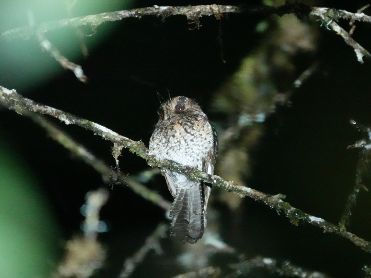 Mountain Owlet-nightjar - ML623939423