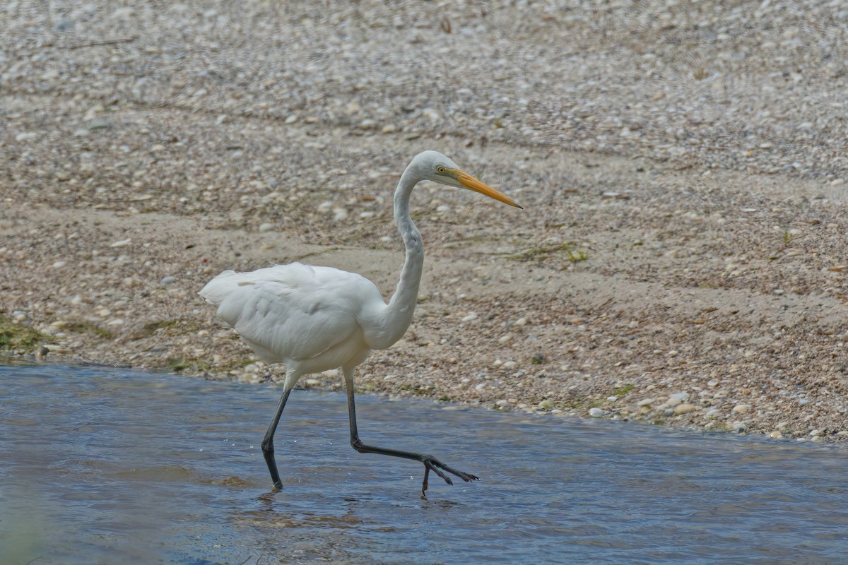 Great Egret (modesta) - ML623939429