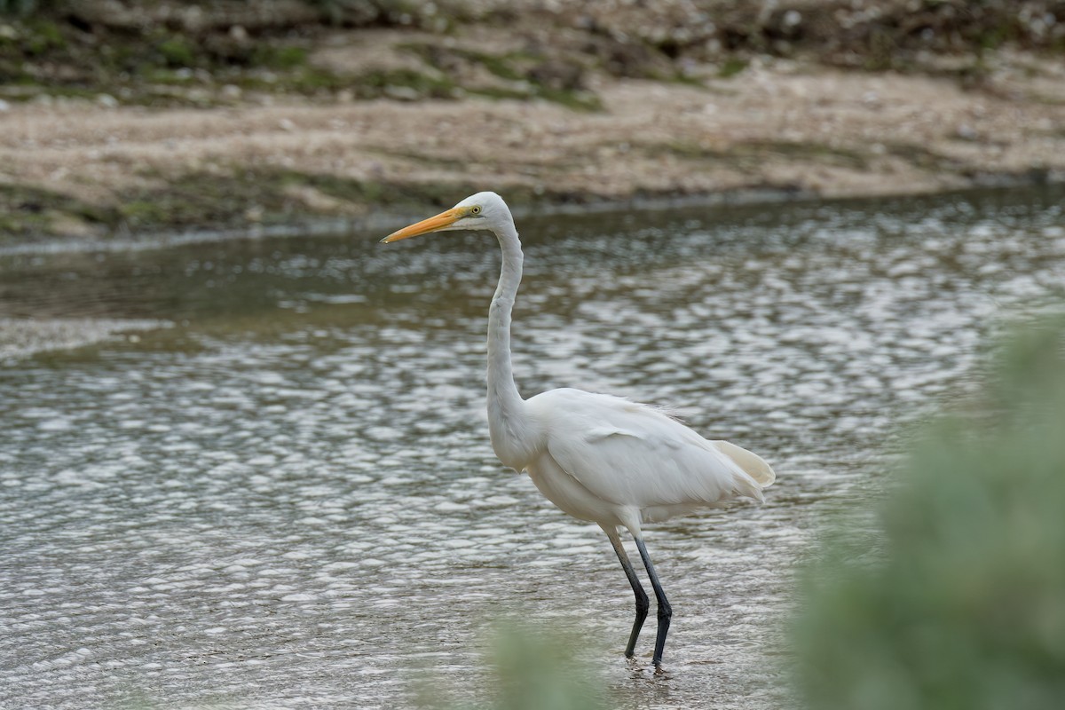 Great Egret (modesta) - ML623939430