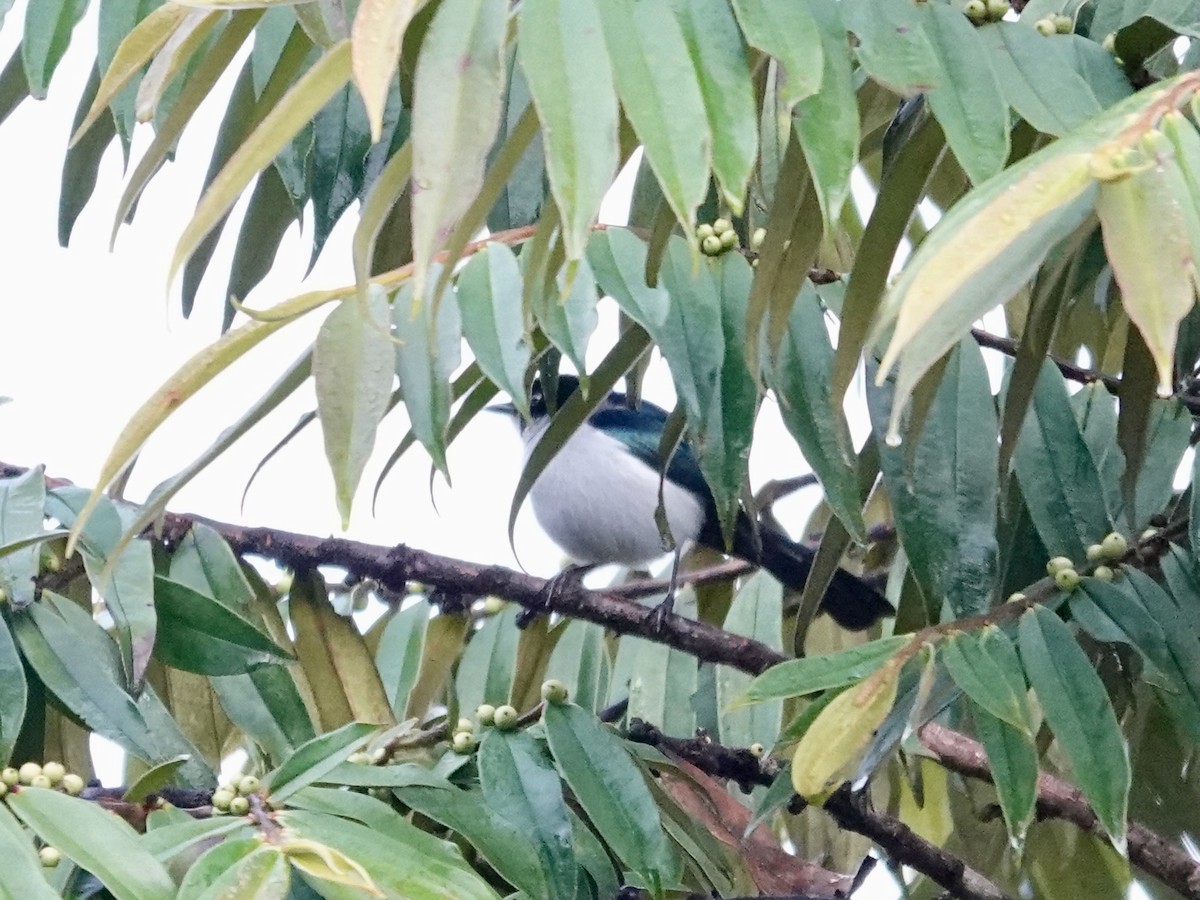 Fan-tailed Berrypecker - ML623939443