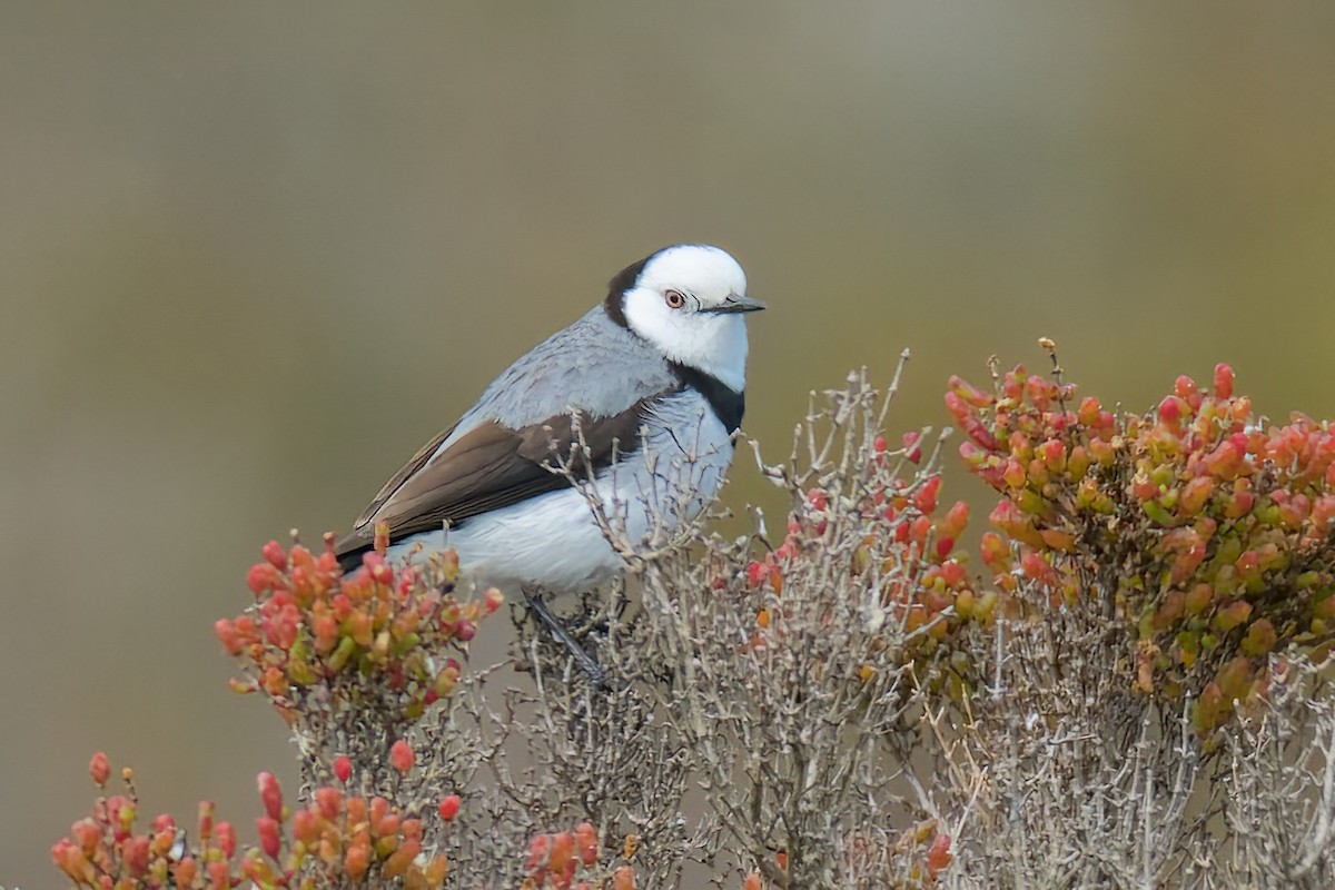 White-fronted Chat - ML623939445