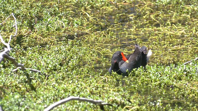 Dusky Moorhen - ML623939448