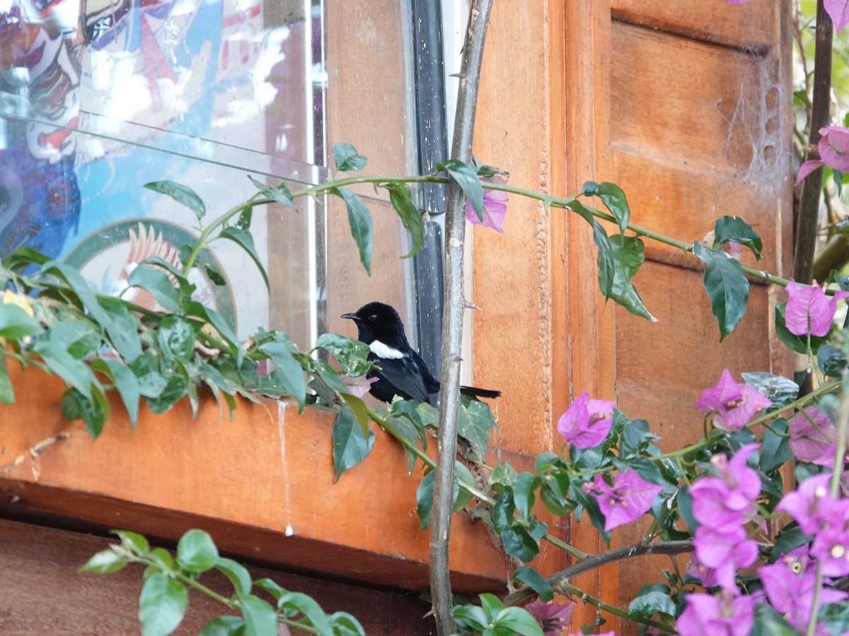 White-shouldered Fairywren - ML623939452