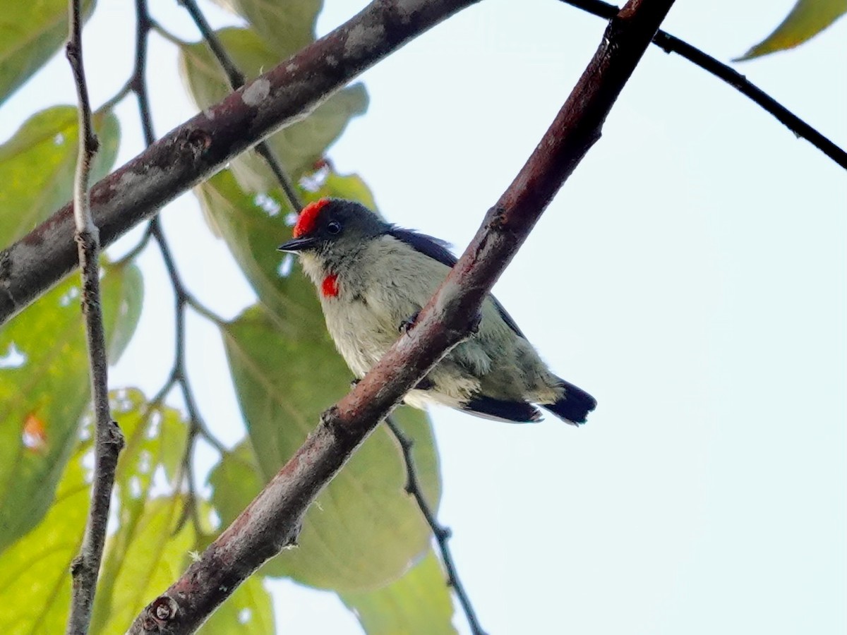 Red-capped Flowerpecker - ML623939456