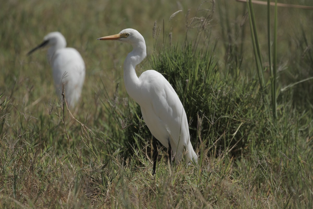 Yellow-billed Egret - ML623939457