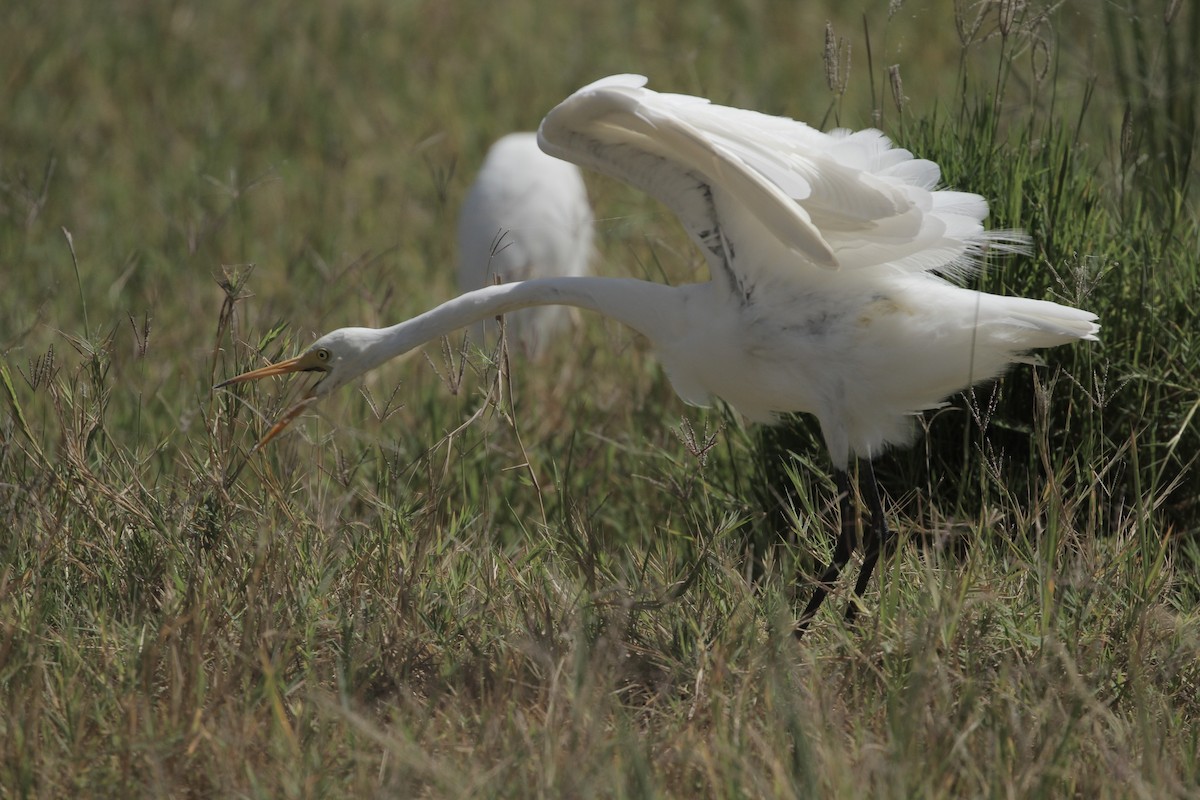 Yellow-billed Egret - ML623939461