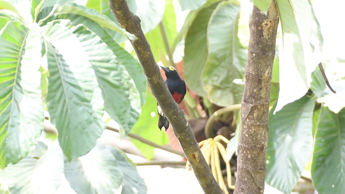 Yellow-tufted Woodpecker - ML623939465