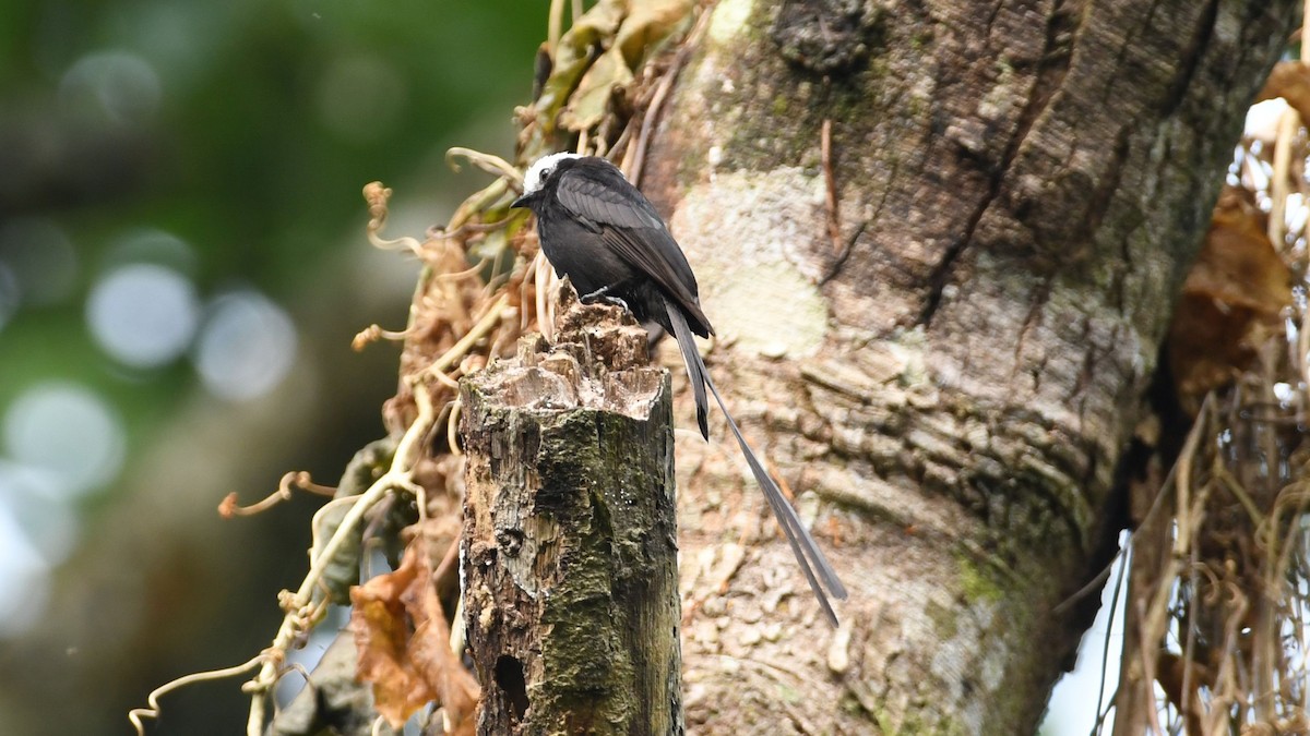 Long-tailed Tyrant - ML623939480