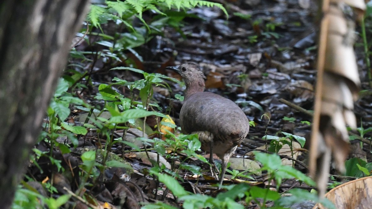 Undulated Tinamou - ML623939481