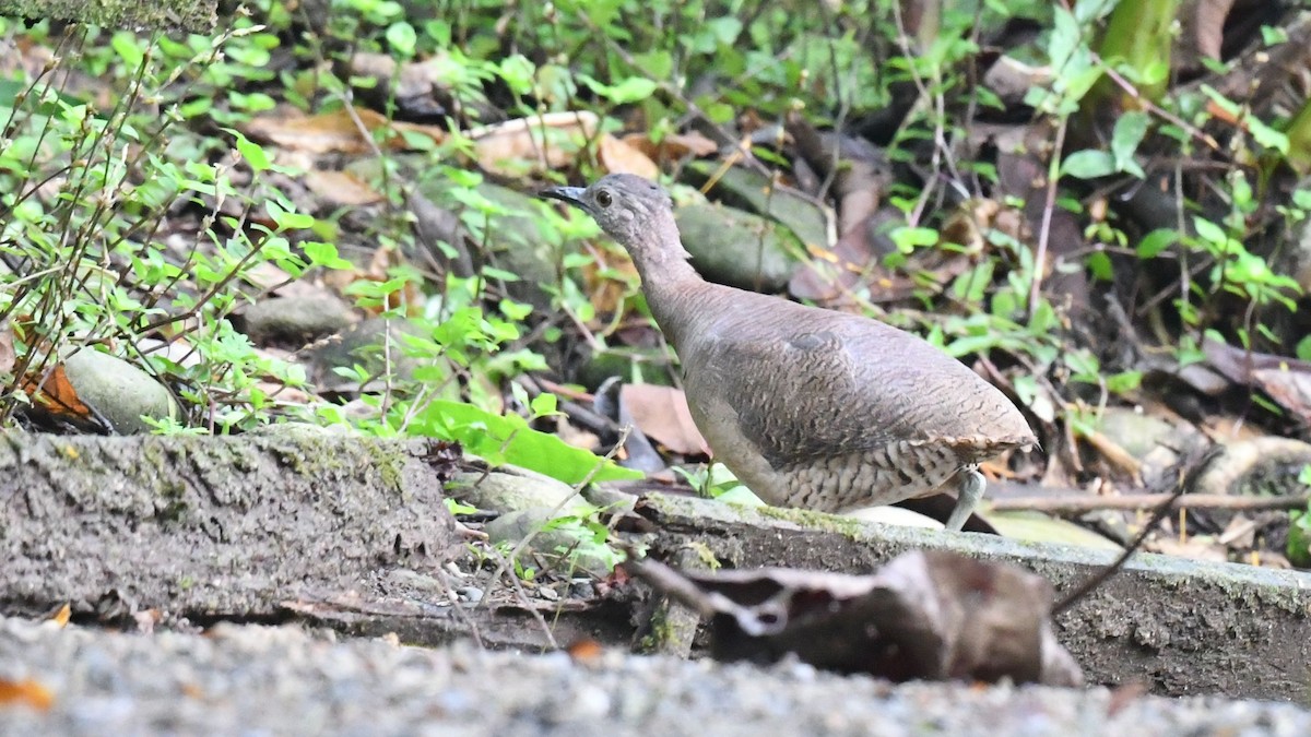 Undulated Tinamou - ML623939484