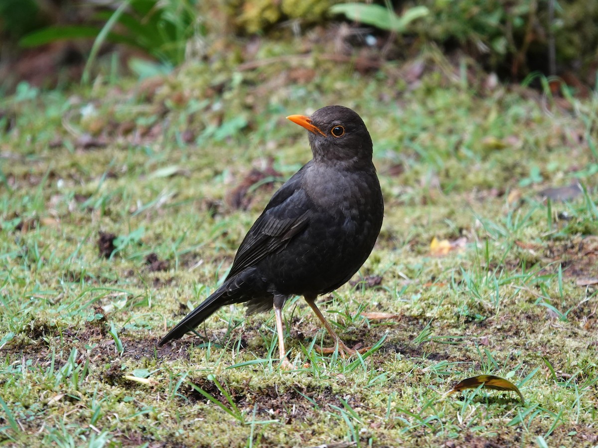 Island Thrush (Papuan) - Whitney Mortimer