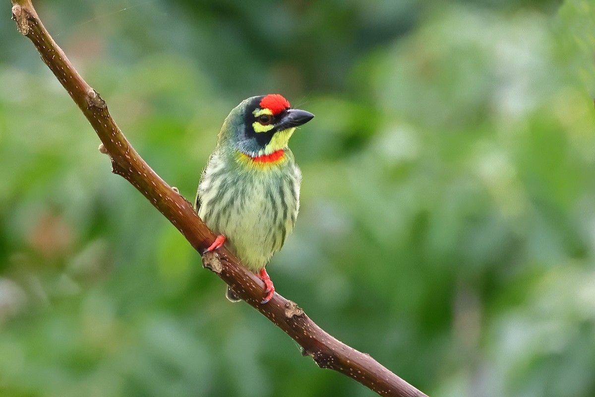 Coppersmith Barbet - ML623939502