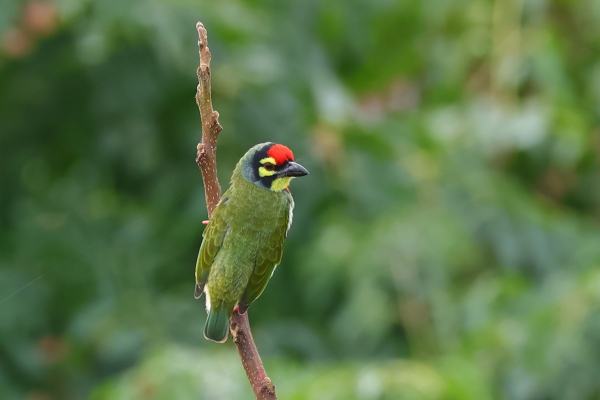 barbet zvučnohlasý - ML623939503