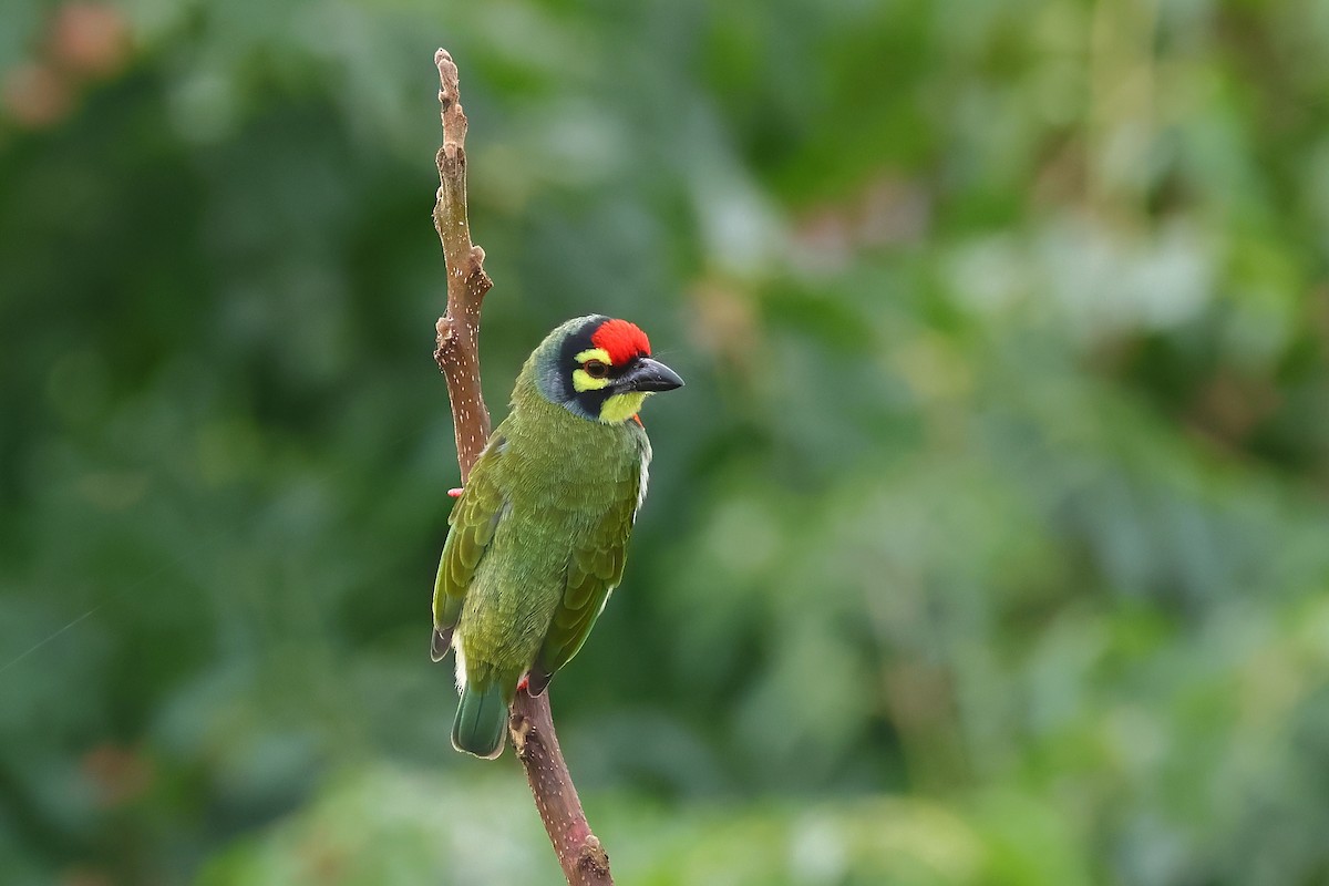 Coppersmith Barbet - ML623939503