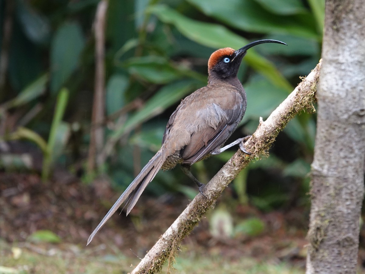 Brown Sicklebill - ML623939504