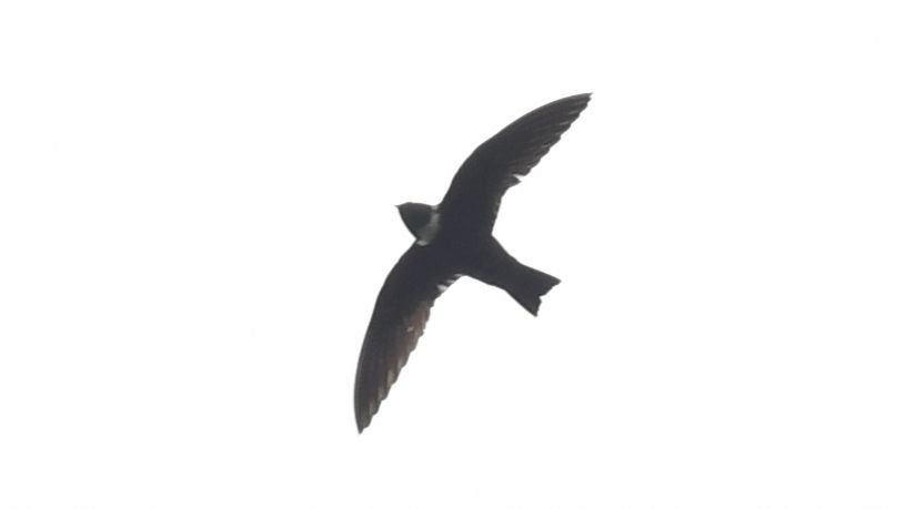 White-collared Swift - Vlad Sladariu