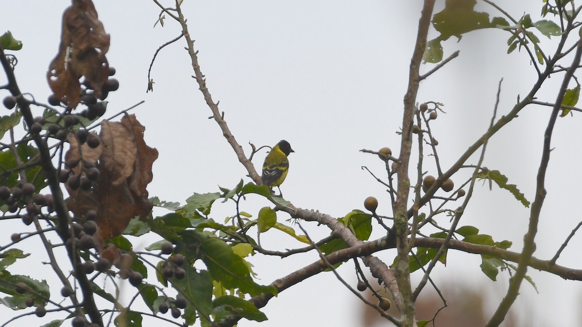 Hooded Siskin - Vlad Sladariu