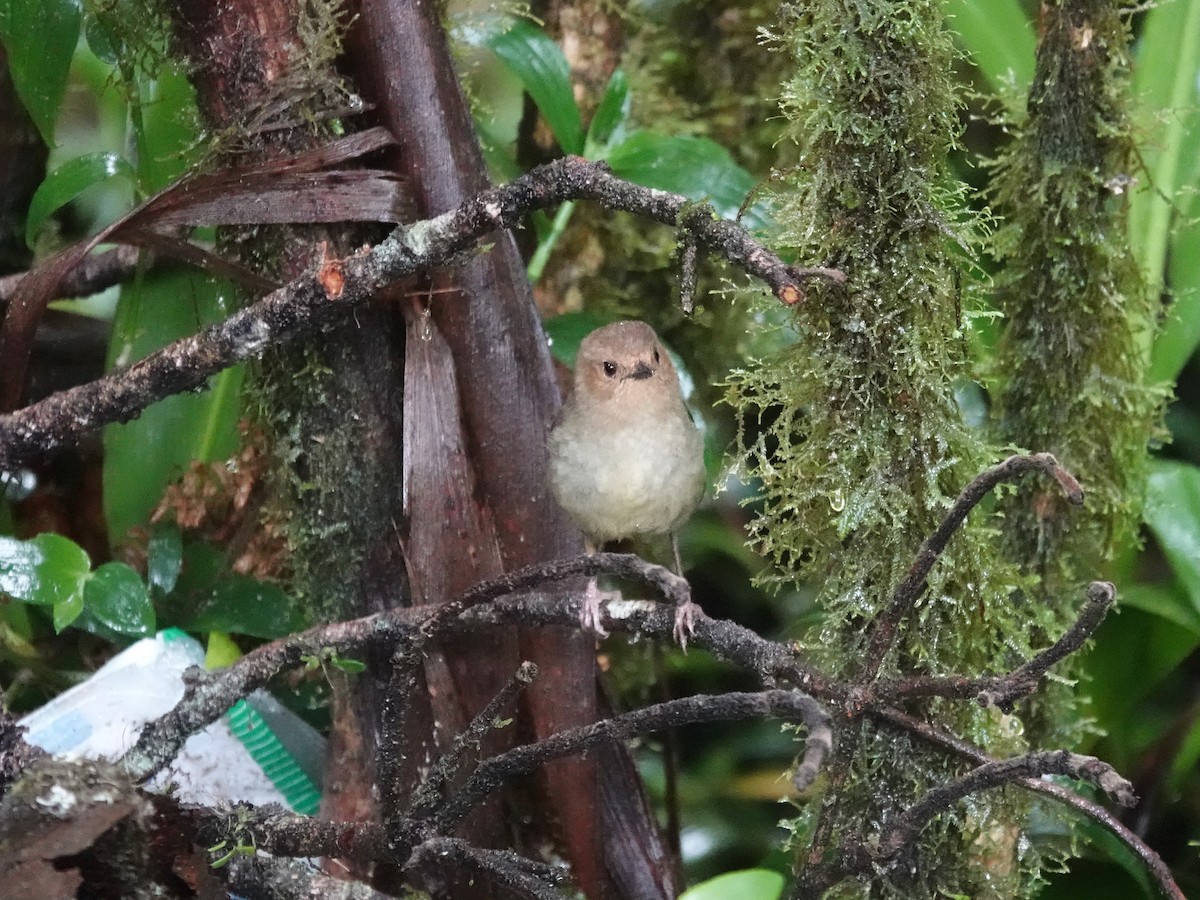 Large Scrubwren - ML623939515