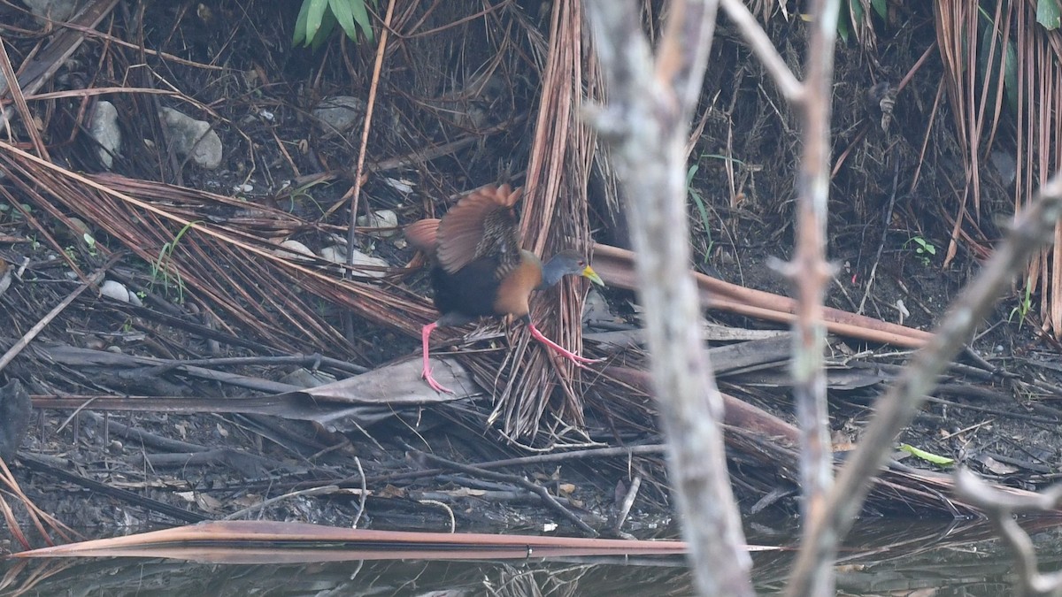 Gray-cowled Wood-Rail - ML623939517