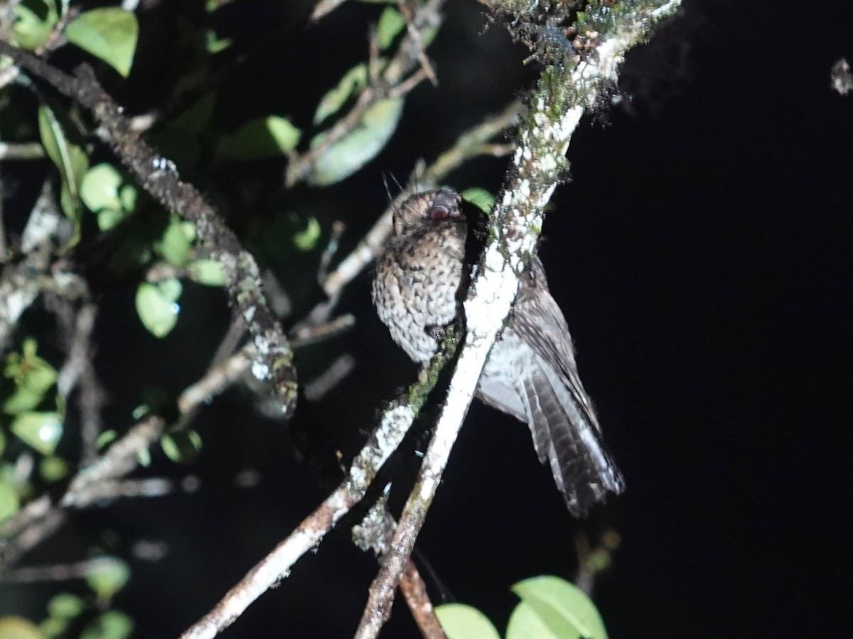 Mountain Owlet-nightjar - Whitney Mortimer