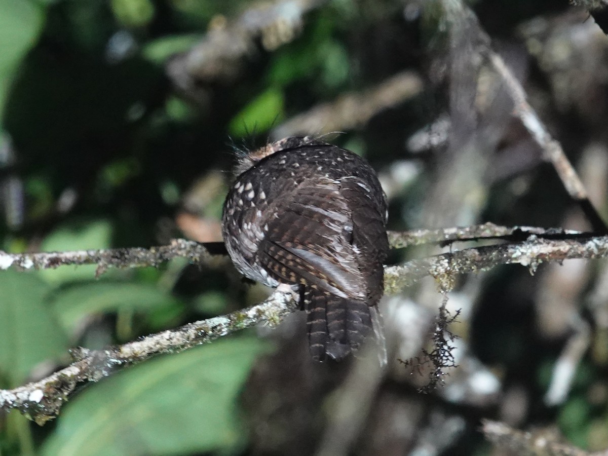 Mountain Owlet-nightjar - Whitney Mortimer