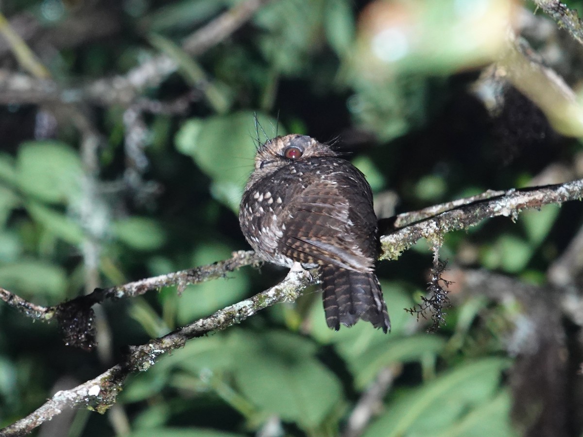 Mountain Owlet-nightjar - ML623939527