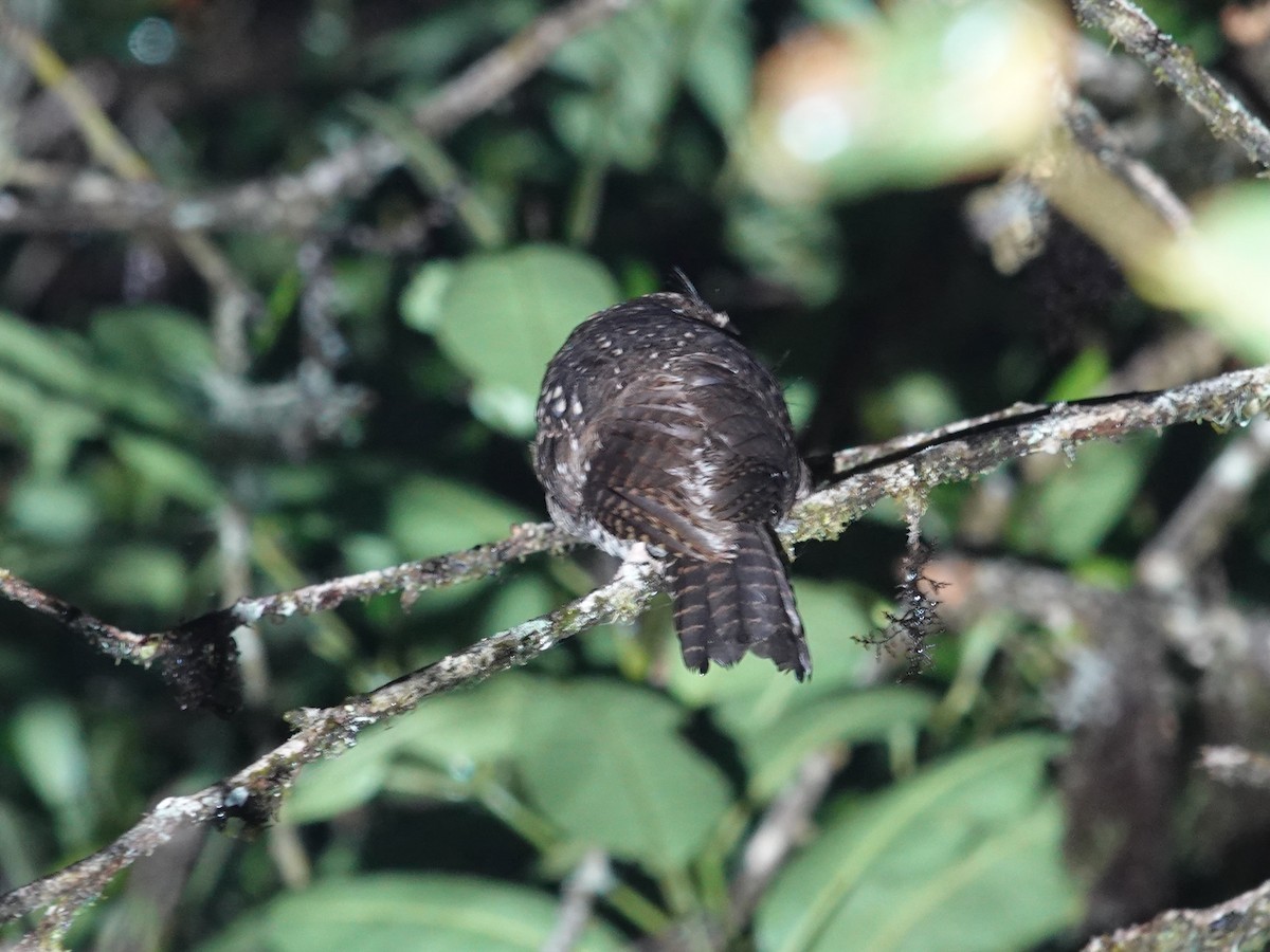 Mountain Owlet-nightjar - ML623939528