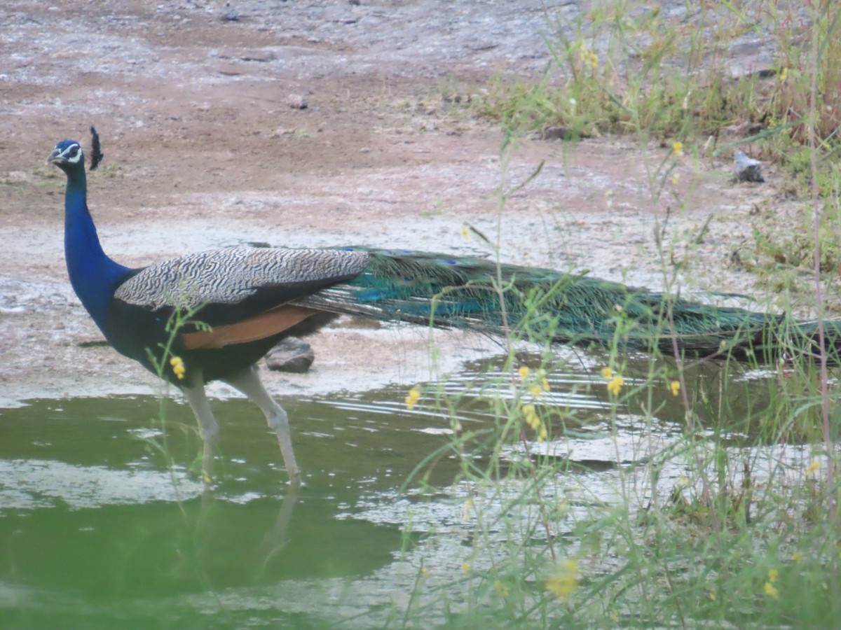 Indian Peafowl - ML623939558