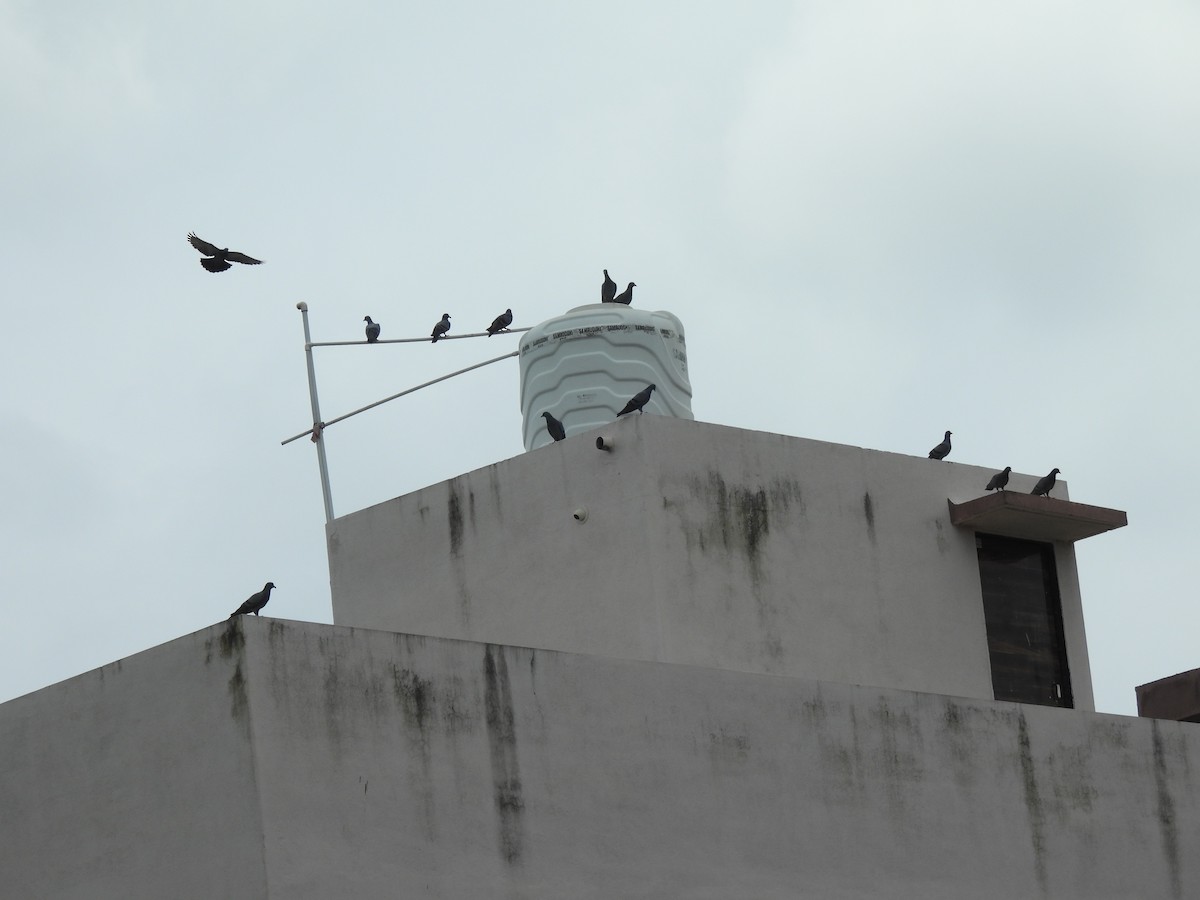 Rock Pigeon (Feral Pigeon) - ML623939561