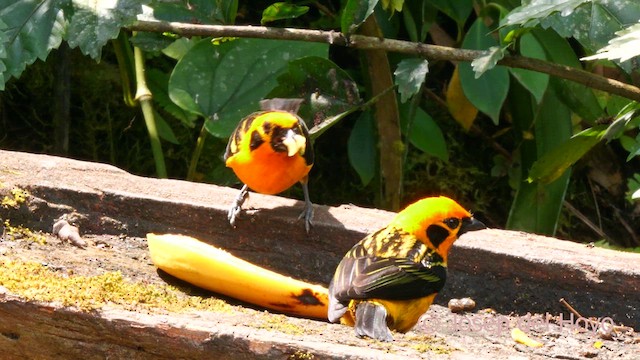 Golden Tanager - ML623939582