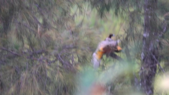 Lesser Bird-of-Paradise - ML623939591