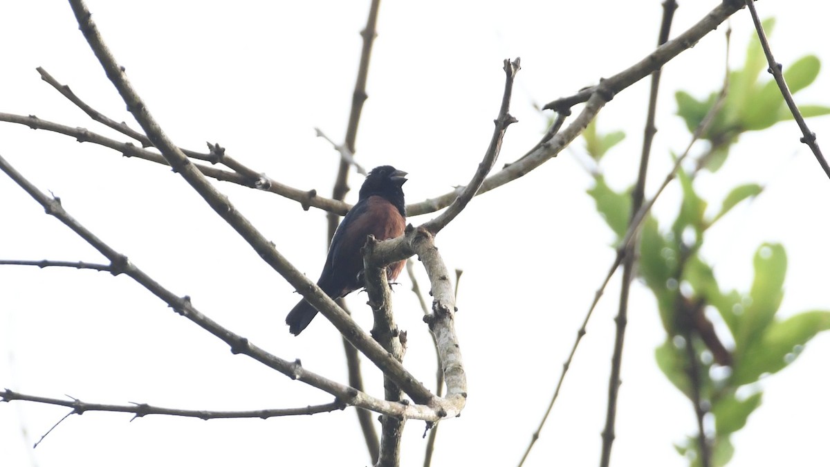 Chestnut-bellied Seed-Finch - ML623939596