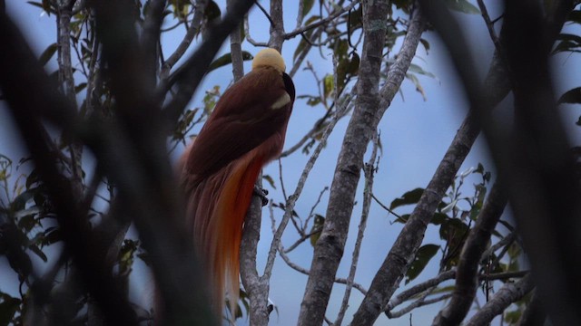 Lesser x Raggiana Bird-of-Paradise (hybrid) - ML623939600