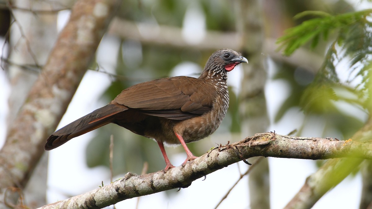 Chachalaca Moteada - ML623939603