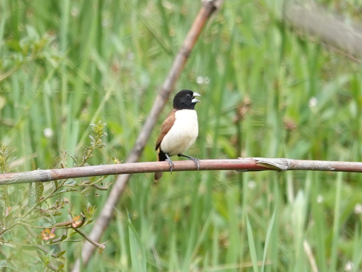 Hooded Munia - ML623939613