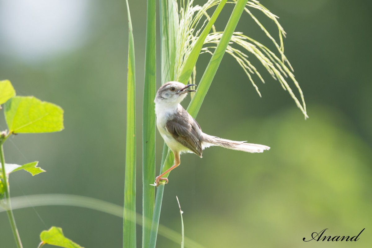 Prinia Sencilla - ML623939620